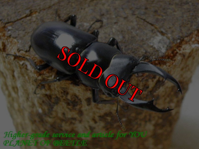 お届けする♂57mm実物です。