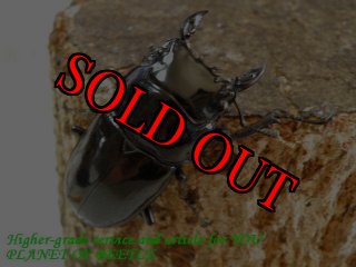 5/22レギウスオオツヤ - PLANET OF BEETLE
