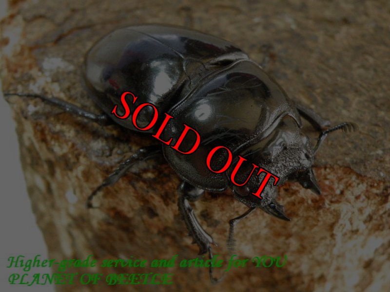 お届けする♀46mm実物です。