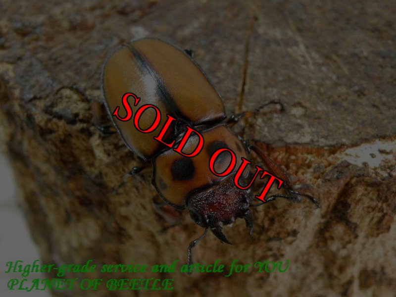 お届けする参考♀画像です。