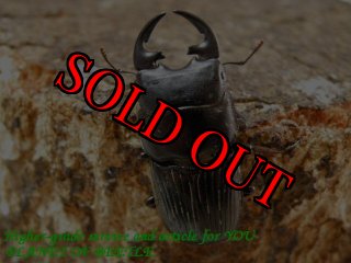 7/2オーストラリア産 - PLANET OF BEETLE