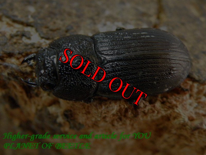 お届けする♀実物です。