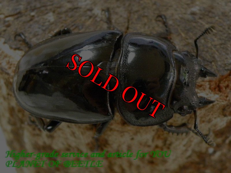 お届けする♀実物です。