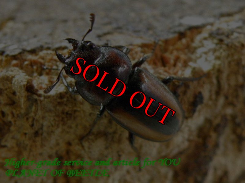 お届けする♀21mm実物です。