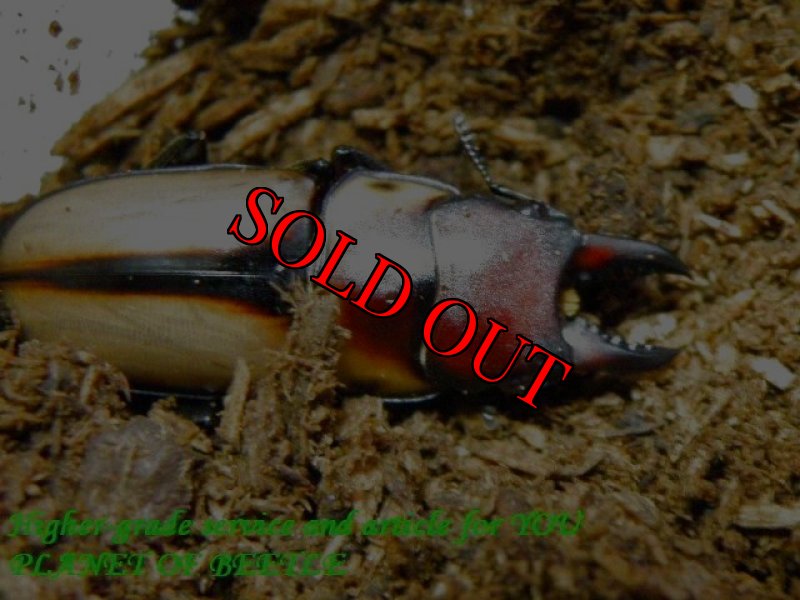 参考のNyassosso産F1♂個体