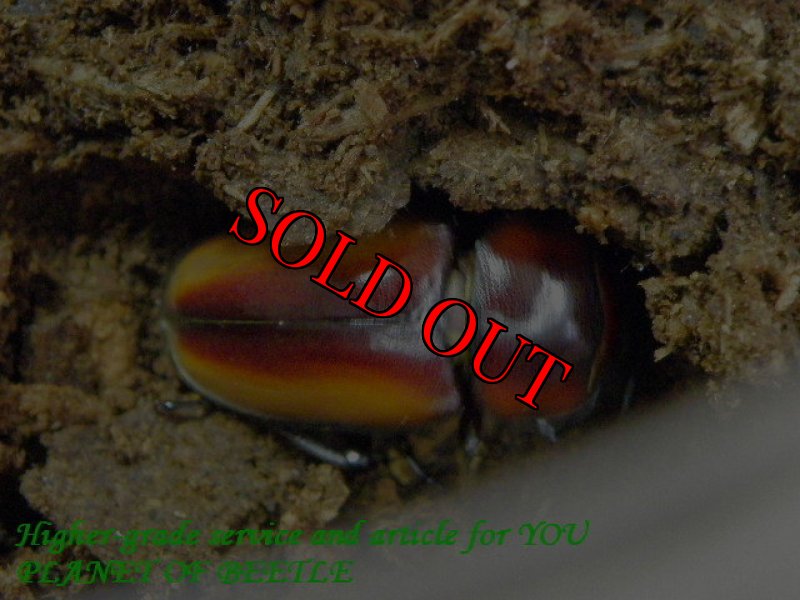 参考のNyassosso産F1♀個体