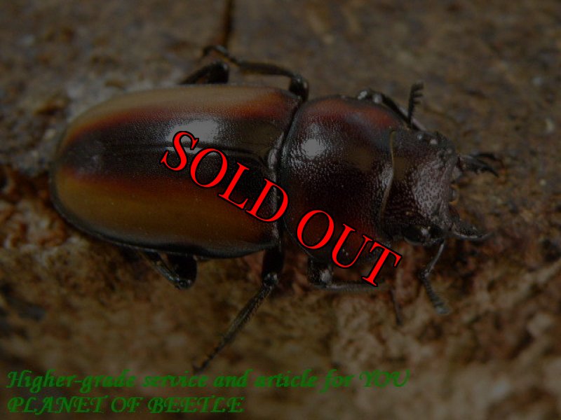 お届けする♀実物です。