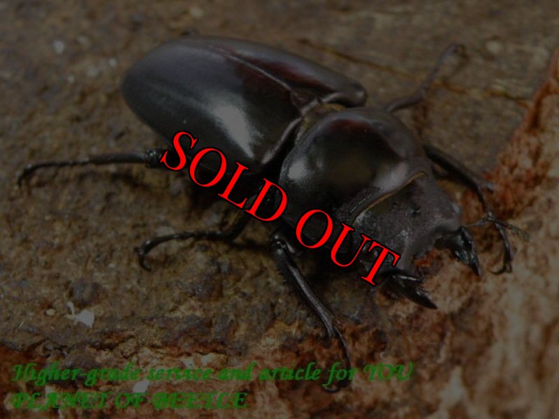 お届けする♀実物です。