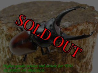 ルカヌスワールド 12冊 ルカヌスワールド 12冊 クワガタムシ成虫