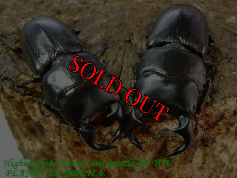 左43mm、右44mm比較画像