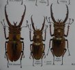 出典：stag beetles of china II