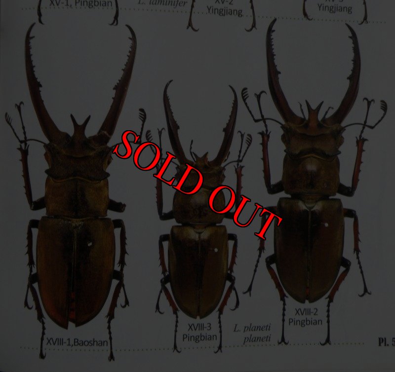 出典:stag beetles of china II