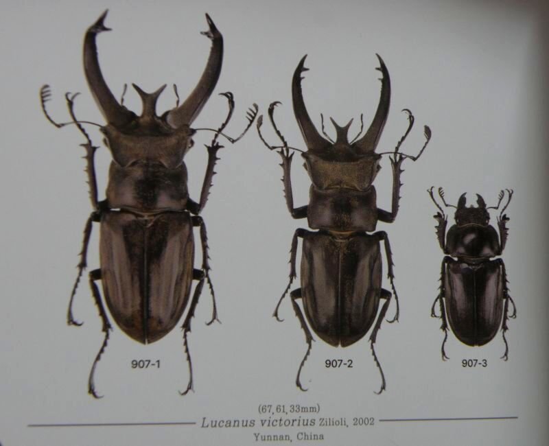 出典:LUCANIDAE OF THW WORLD