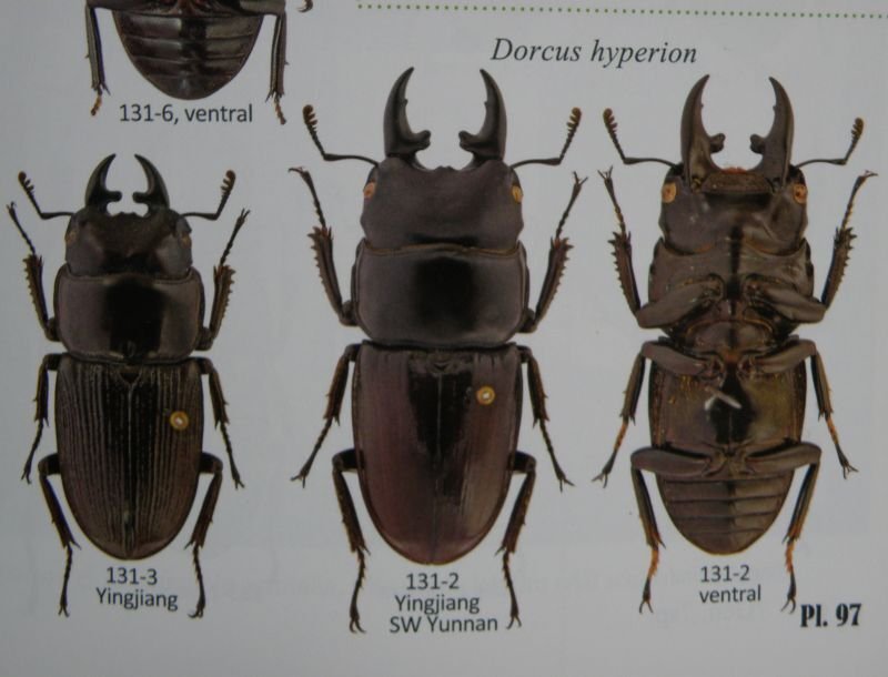 出典:stag beetles of china II