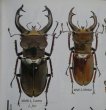 出典：stag beetles of china II