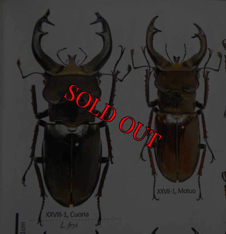 出典：stag beetles of china II