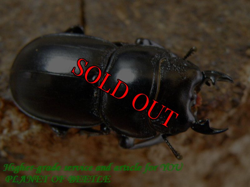 お届けする参考♂29mmです。