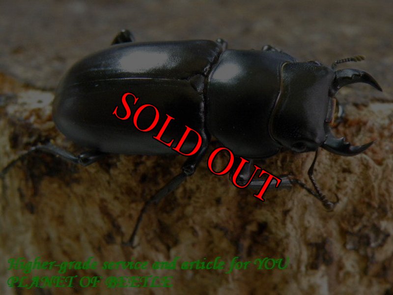 お届けする♂31mmです。