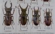 出典：stag beetles of chinIII