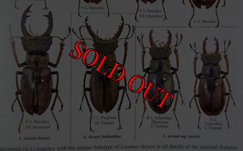 出典：stag beetles of chinIII