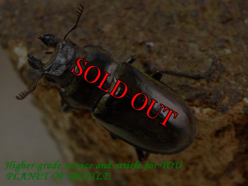 お届けする♀31mm実物です。