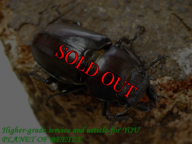 お届けするセットの♀実物です。