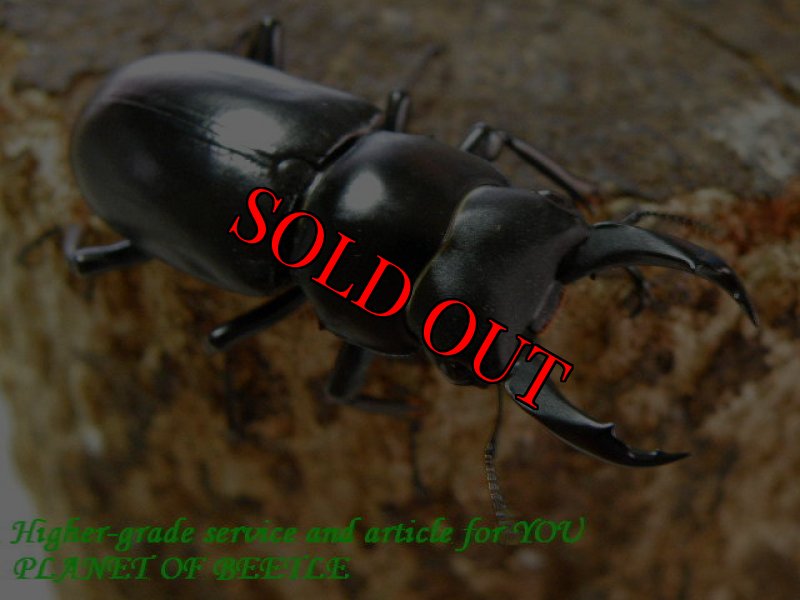 お届けする♂43mm実物です。