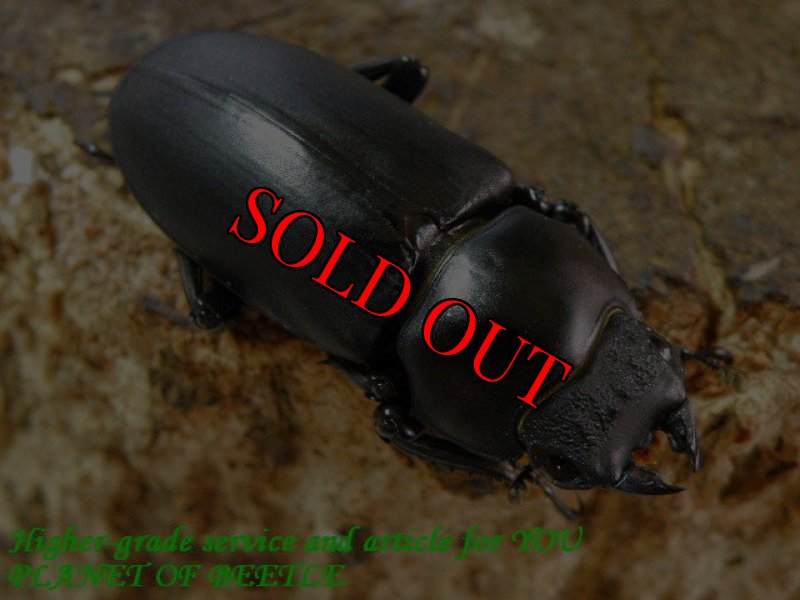 お届けする♀36mm実物です。