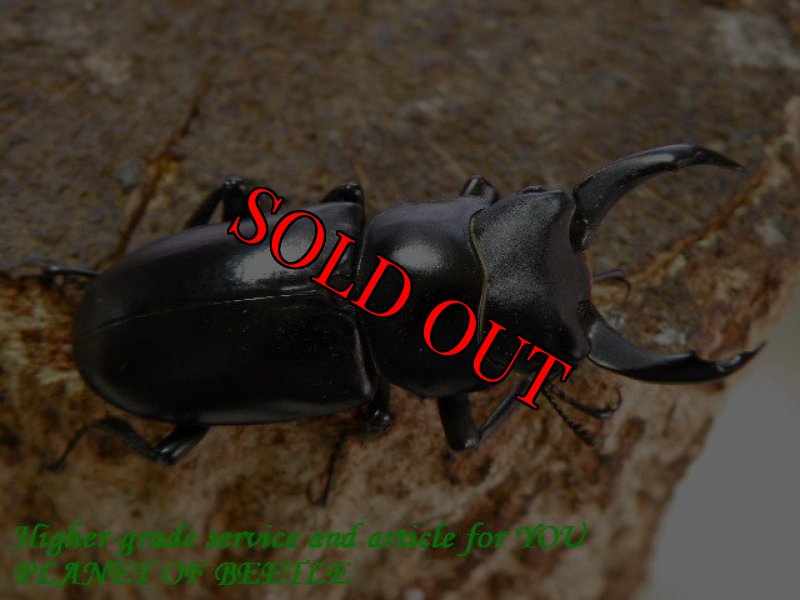 お届けする♂44mm実物です。