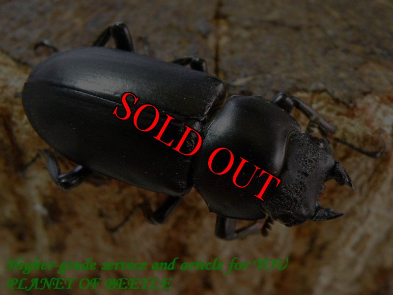 お届けする♀34mm実物です。