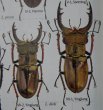 出典：stag beetles of china II