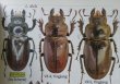 出典：stag beetles of china II