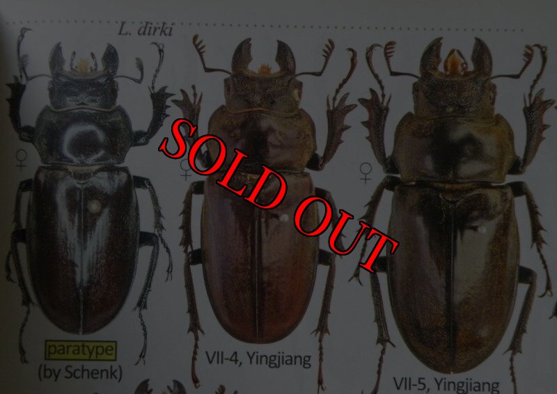 出典：stag beetles of china II