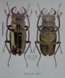 出典：stag beetles of chinaIII