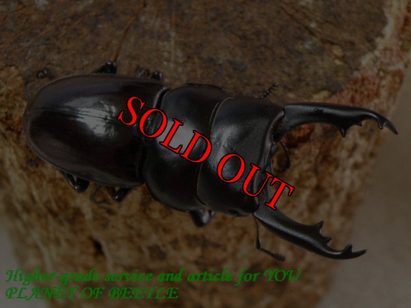 お届けする♂56mm-1実物です。