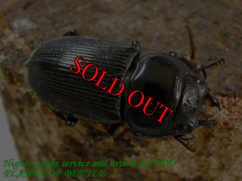 お届けする♀36mm実物です。