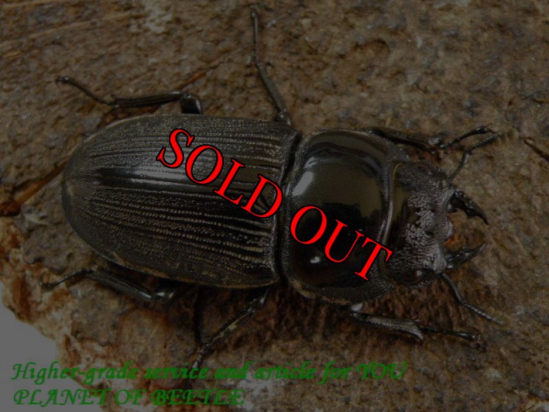 お届けする♀39mm実物です。