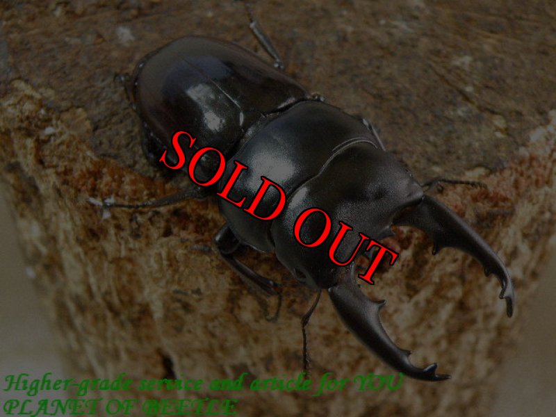 お届けする♂56mm-2実物です。