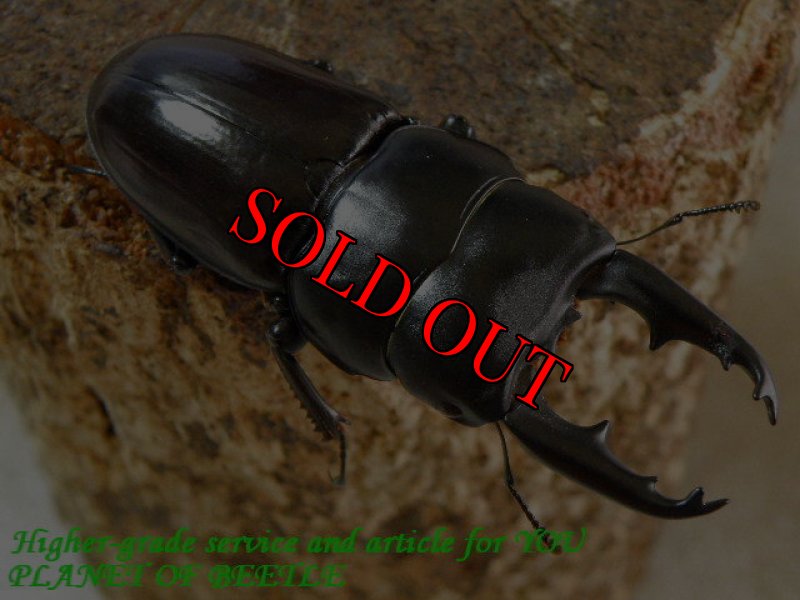 お届けする♂59mm実物です。