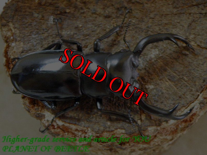 お届けする♂69mm実物です。