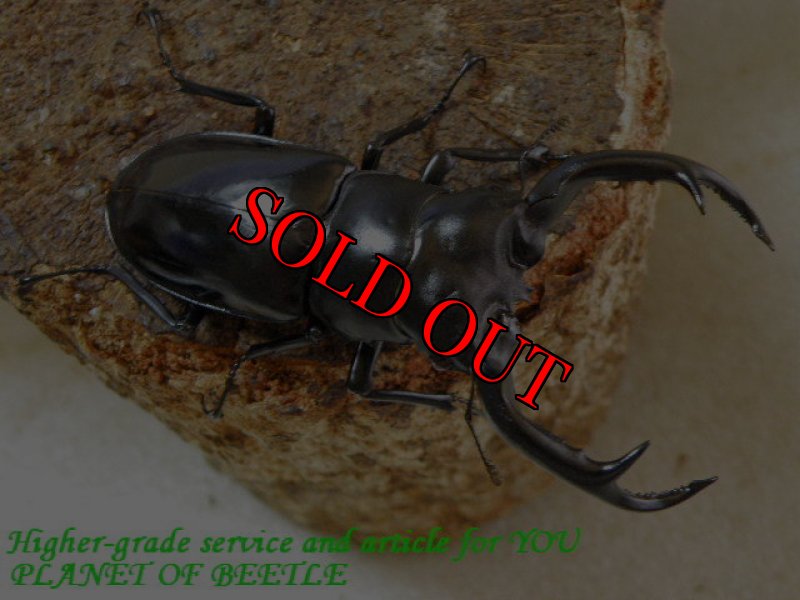 お届けする♂79mm実物です。