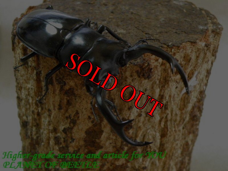 お届けする♂78mm実物です。