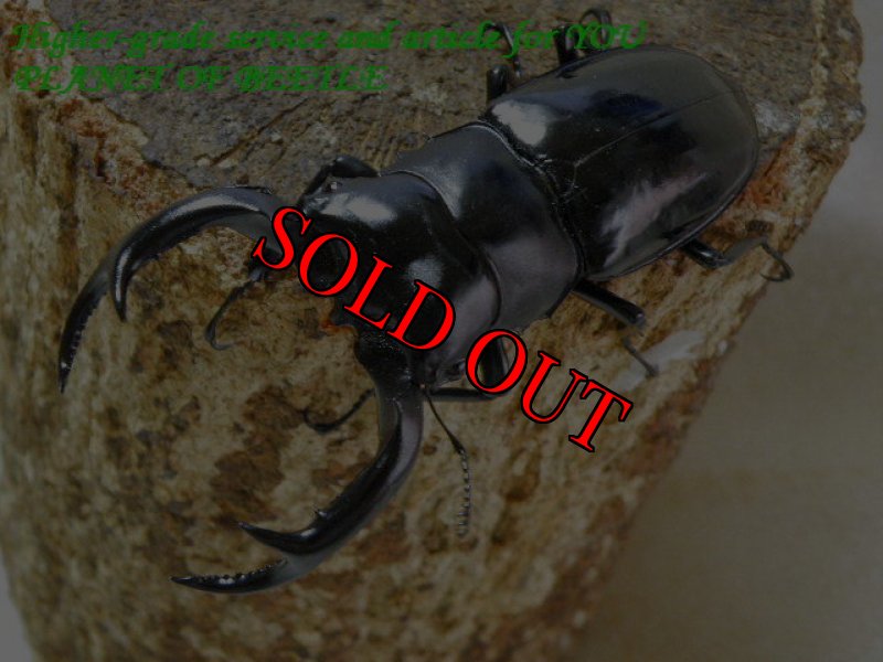 お届けする♂81mm実物です。