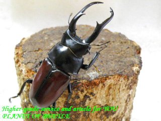 クワガタ カブトムシ レア種 飼育用品 通販専門店 PLANET OF BEETLE