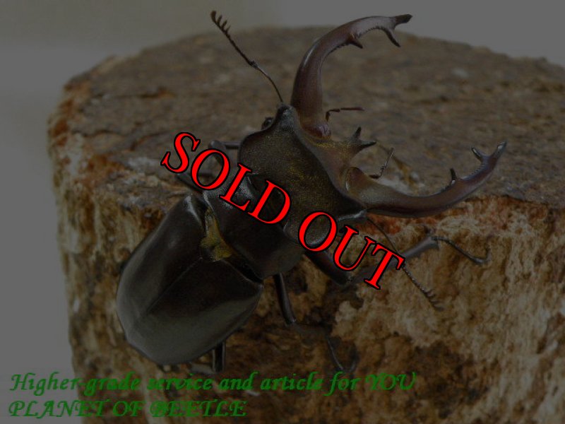 お届けする参考♂60mmです。