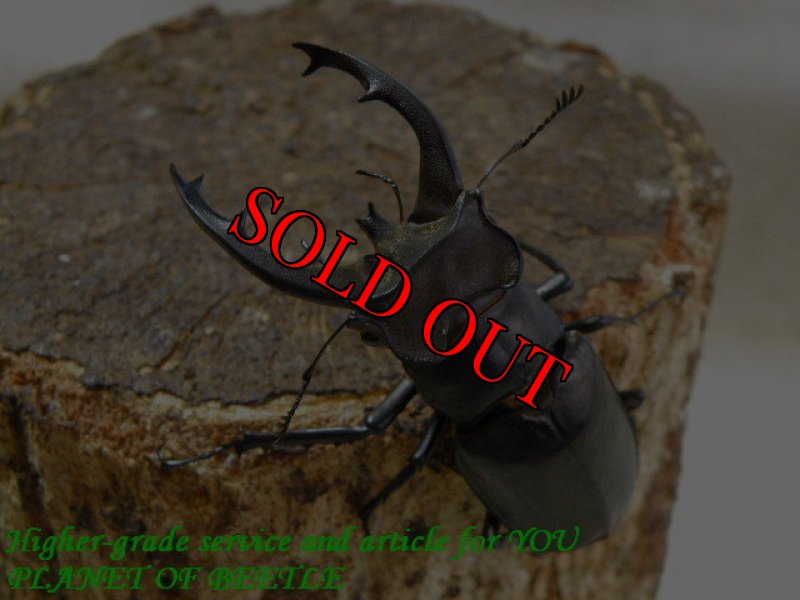 お届けする参考♂59mmです。