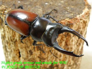 クワガタ カブトムシ レア種 飼育用品 通販専門店 PLANET OF BEETLE