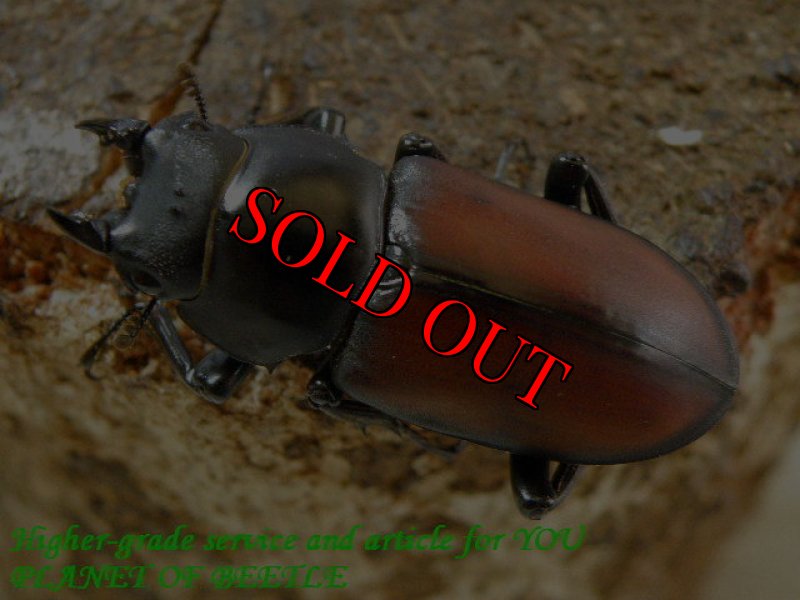 お届けする♀実物です。