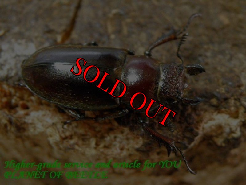 お届けする♀実物です。