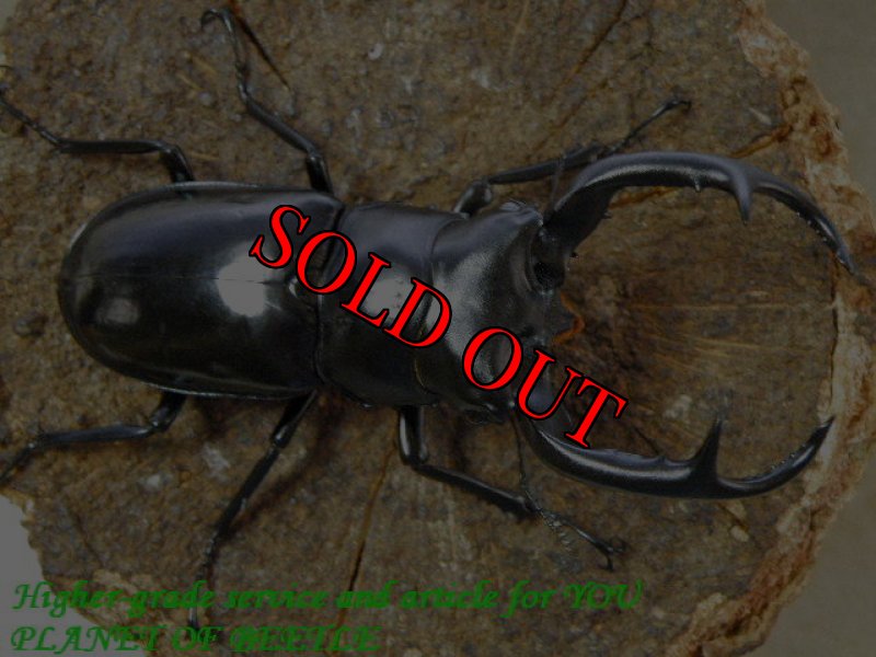 お届けする♂77mm実物です。